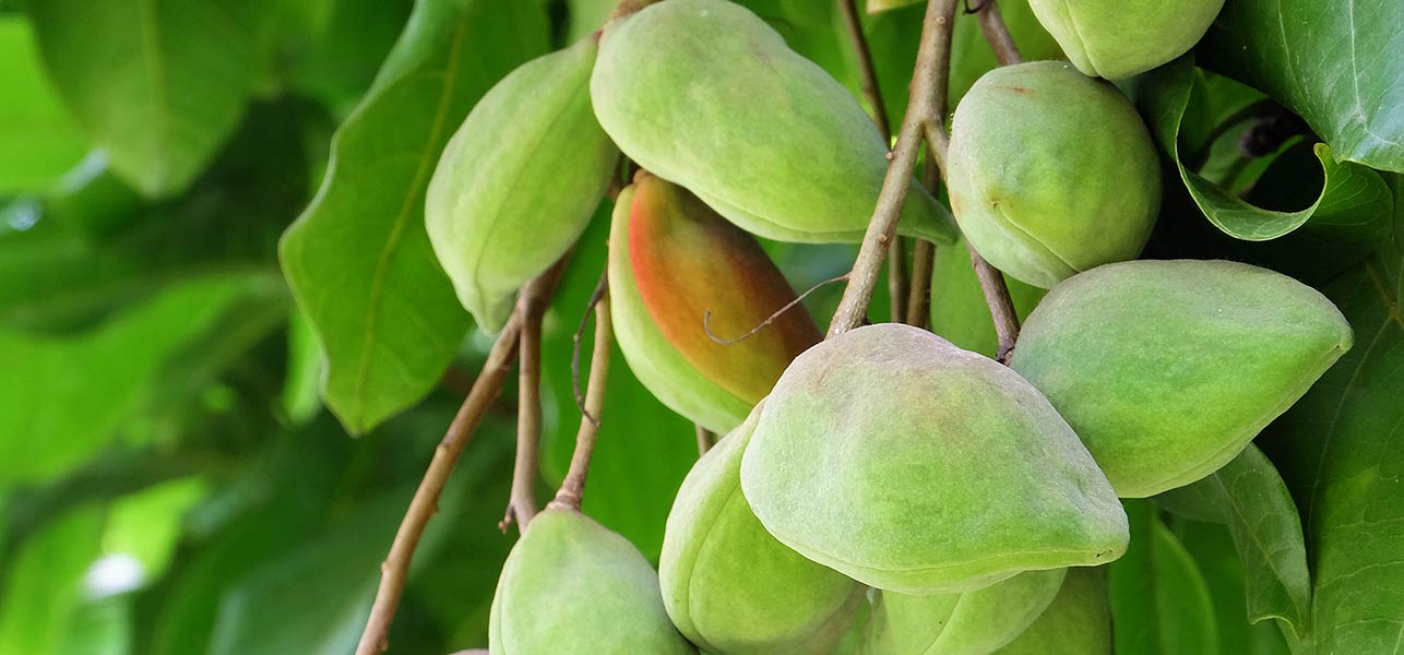 kakadu-plum-for-skin-hair-and-health